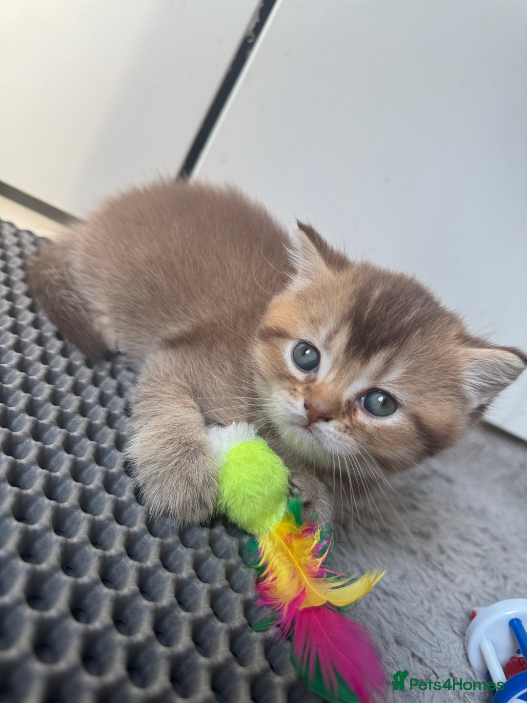 British Shorthair cats for sale: 💖 Stunning BSH kittens - ready for reservations💖 - Image 7