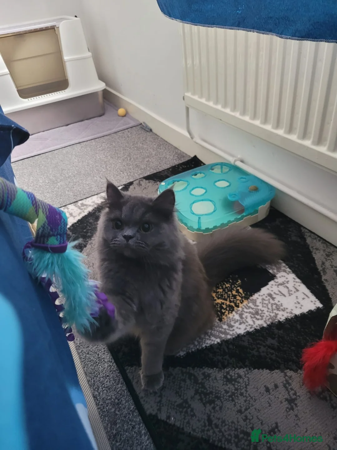 British Longhair cats for sale: British longhair  - Advert 2