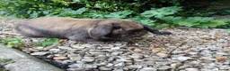 Mini Lop rabbits for sale: Pure bred EX-show mini lop male🩵 - Advert 3