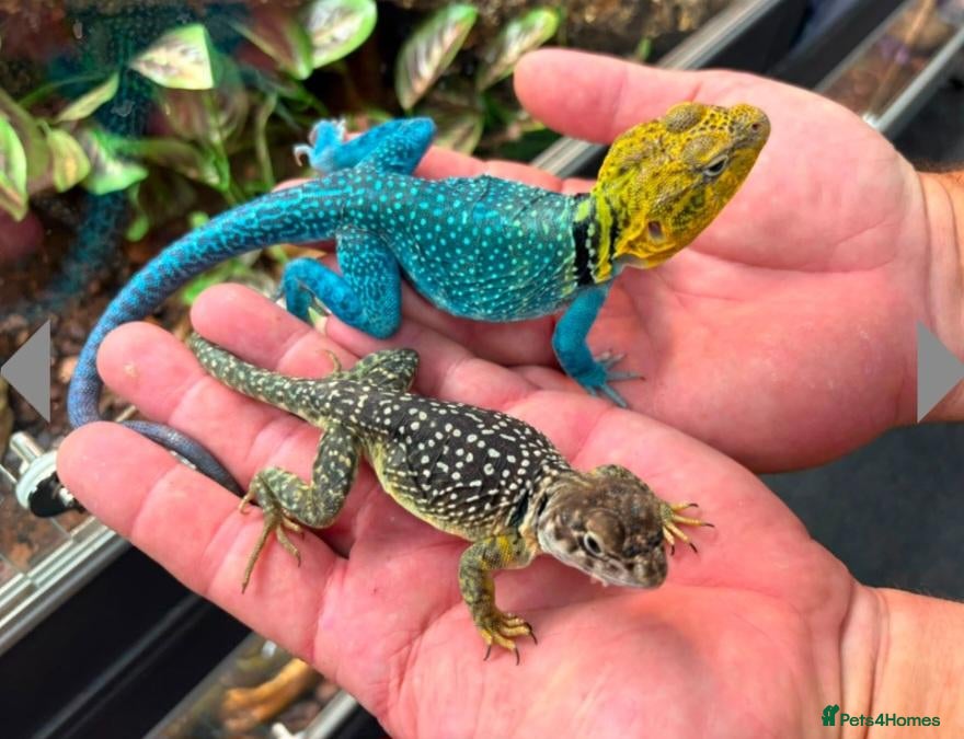 Lizard reptiles CB26 Wichita Mountain Blue Collared Lizard  - Advert 1
