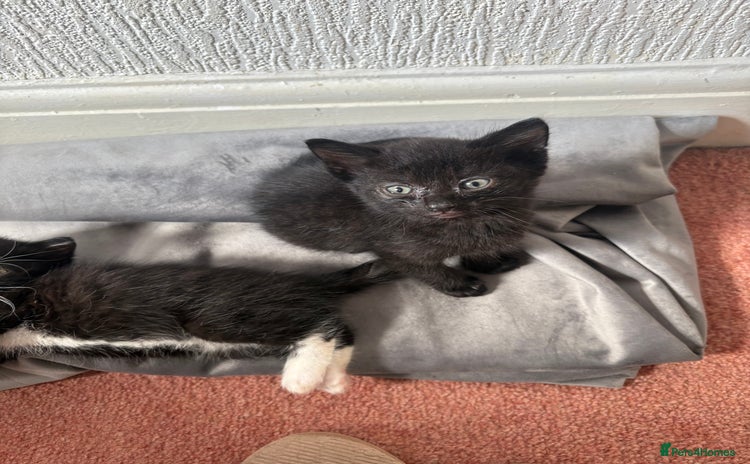 Domestic Shorthair cats - Advert 9