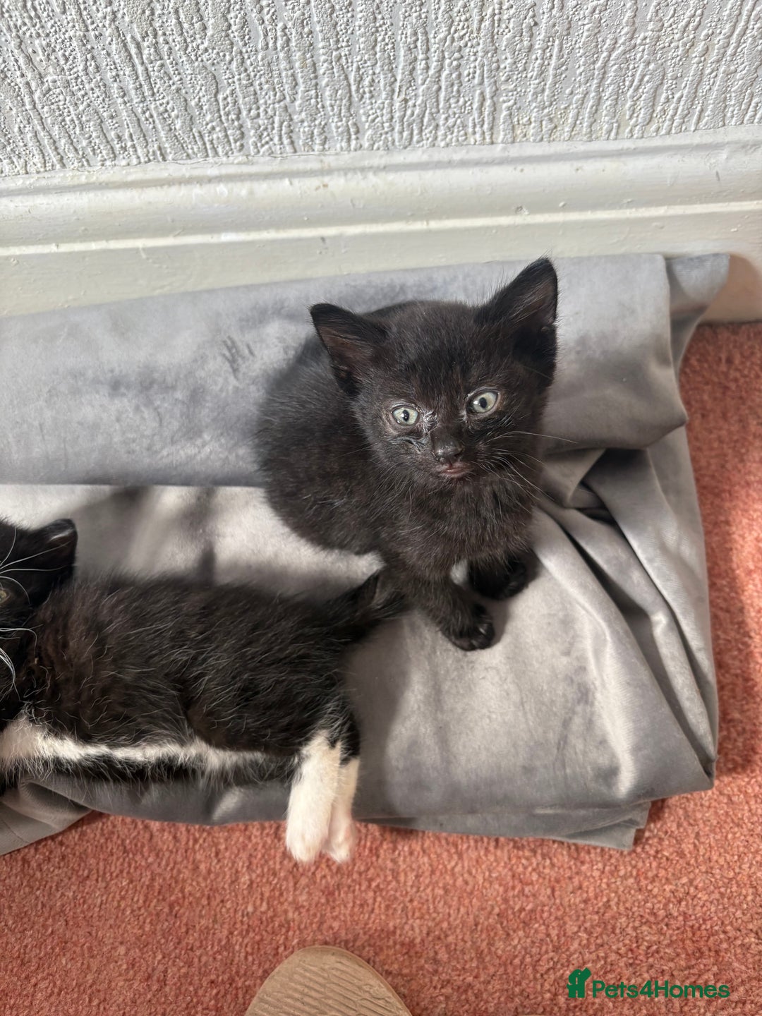 Domestic Shorthair cats for sale: Baby house cat kittens  - Image 1
