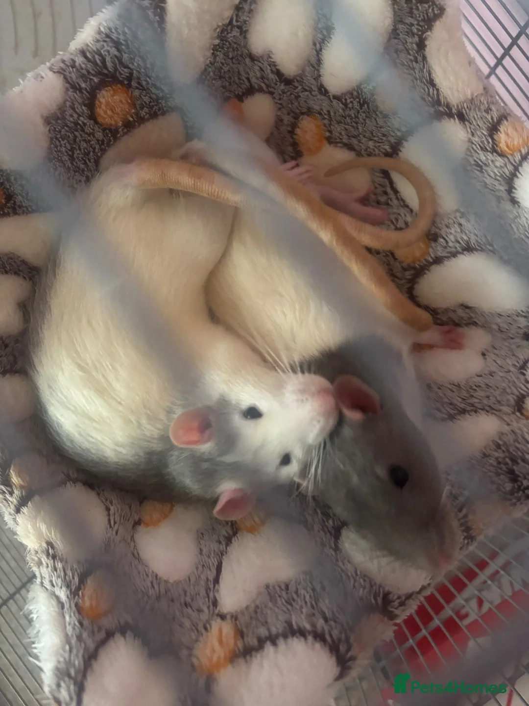 Rat rodents for sale: male rat in Liversedge - Advert 5