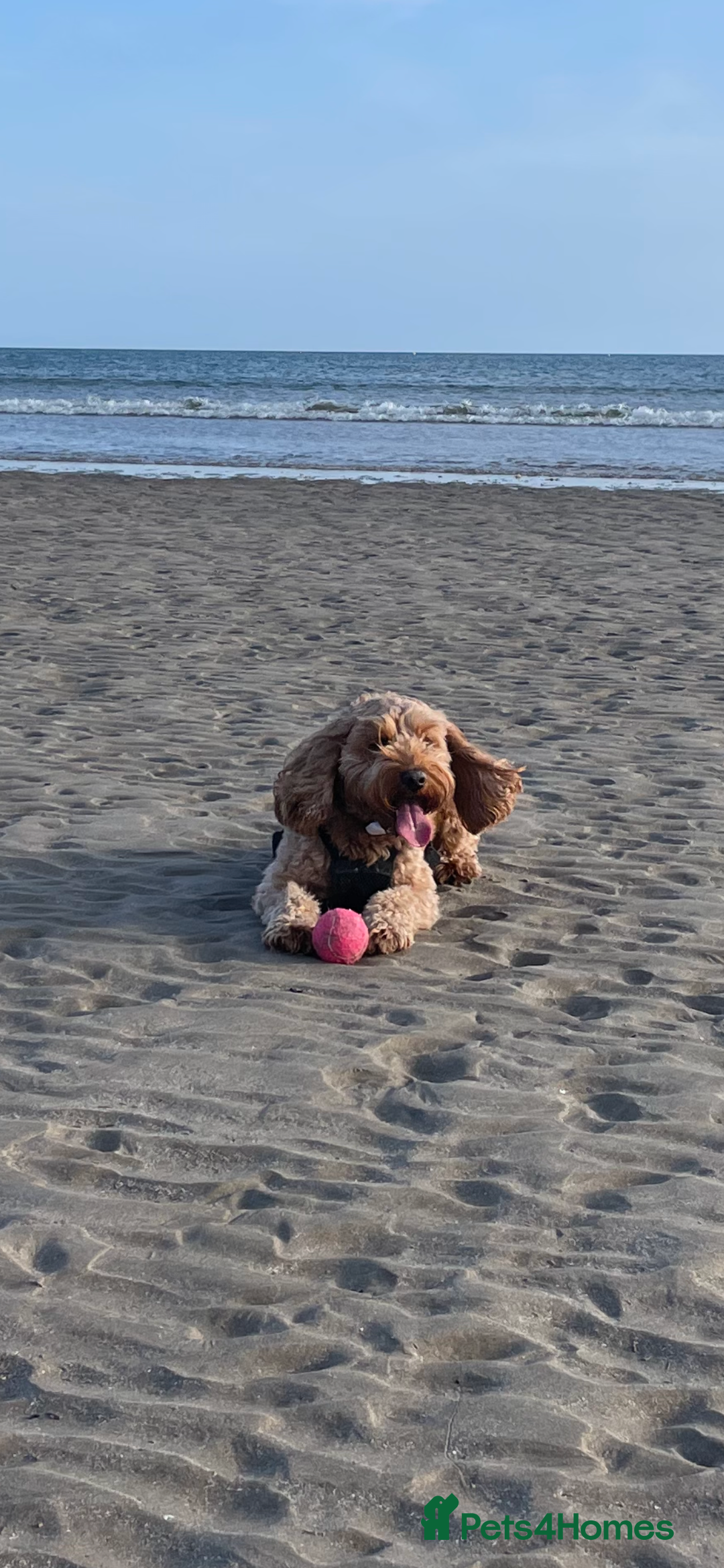 Cockapoo dogs for stud: STUD F1 Cockerpoo (5 Star 10/10} - Advert 20