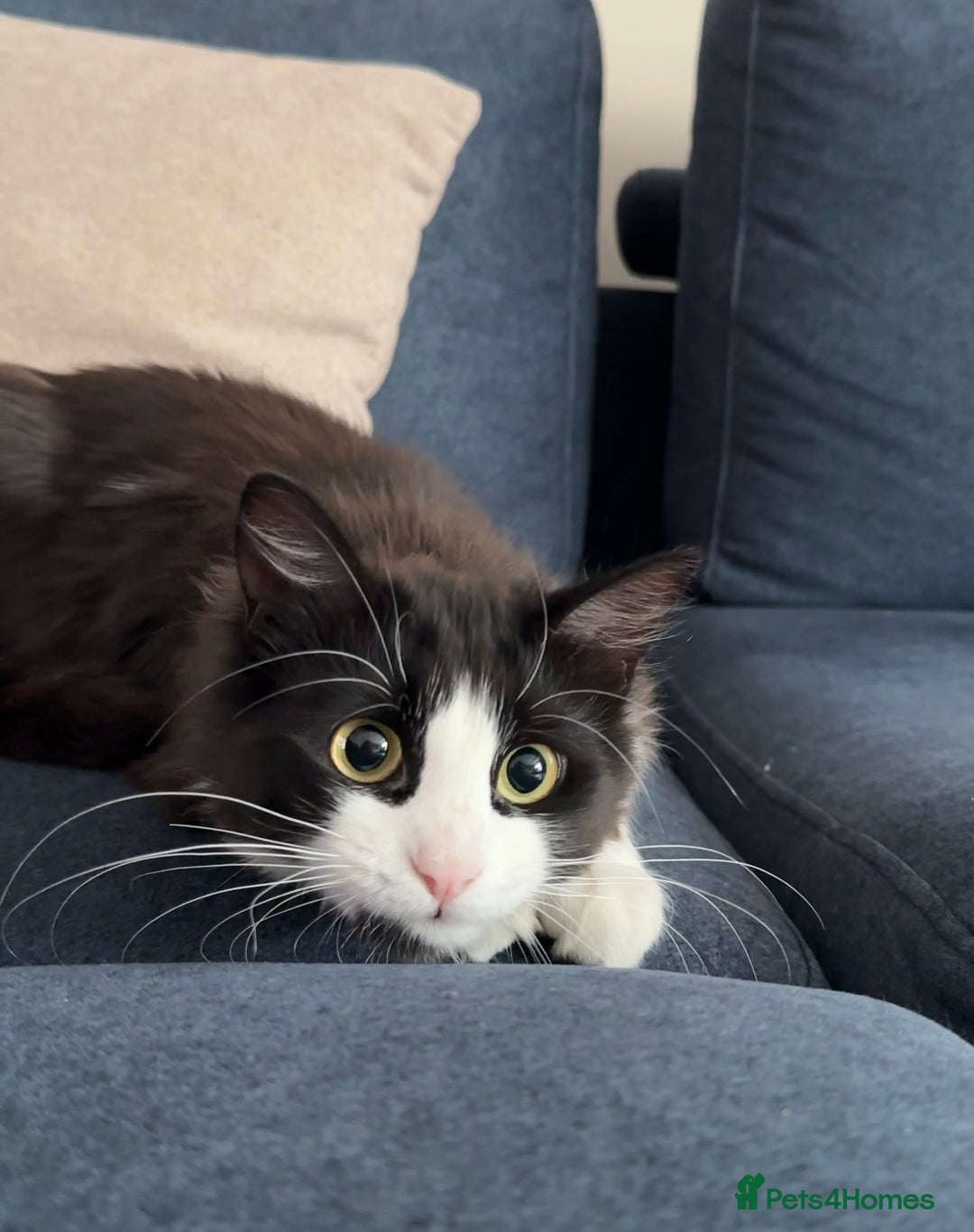 Domestic Shorthair cats for sale: Bulgarian Stray Cat Needing Loving Home - Image 3