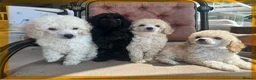 Miniature Poodle dogs for sale: Pedigree club registered Miniature poodles  - Advert 18