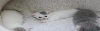 British Shorthair Kitten 5