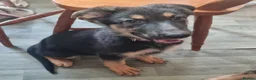 German Shepherd dogs for sale: 2x Male German Shepherd puppies for sale - Advert 7