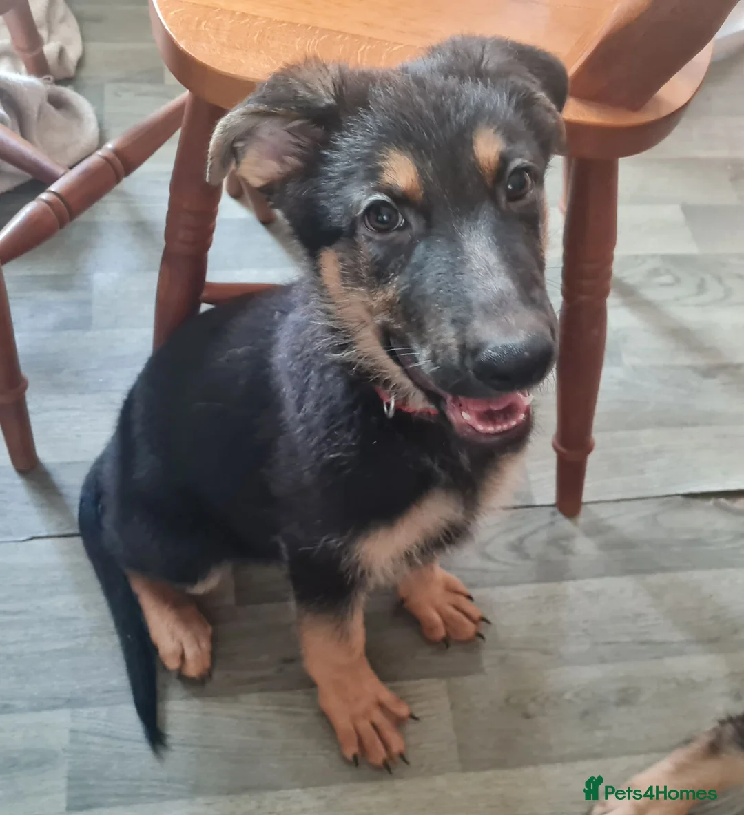German Shepherd dogs for sale: 2x Male German Shepherd puppies for sale - Advert 7