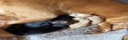 Cocker Spaniel dogs for sale: Cocker Spaniel puppies 🐶 Looking for Loving Homes - Advert 4