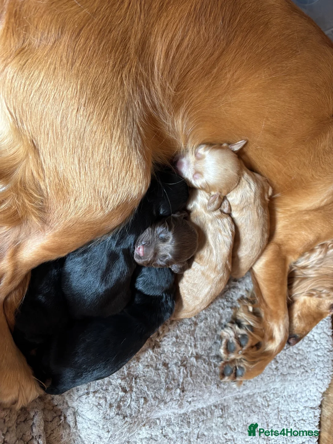 Cocker Spaniel dogs for sale: Cocker Spaniel puppies 🐶 Looking for Loving Homes - Advert 4