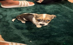 Chihuahua dogs for sale: Chihuahua  - Advert 2