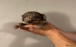 Cockapoo dogs for sale: Beautiful chocolate and Merle Cockerpoo puppies! - Image 2