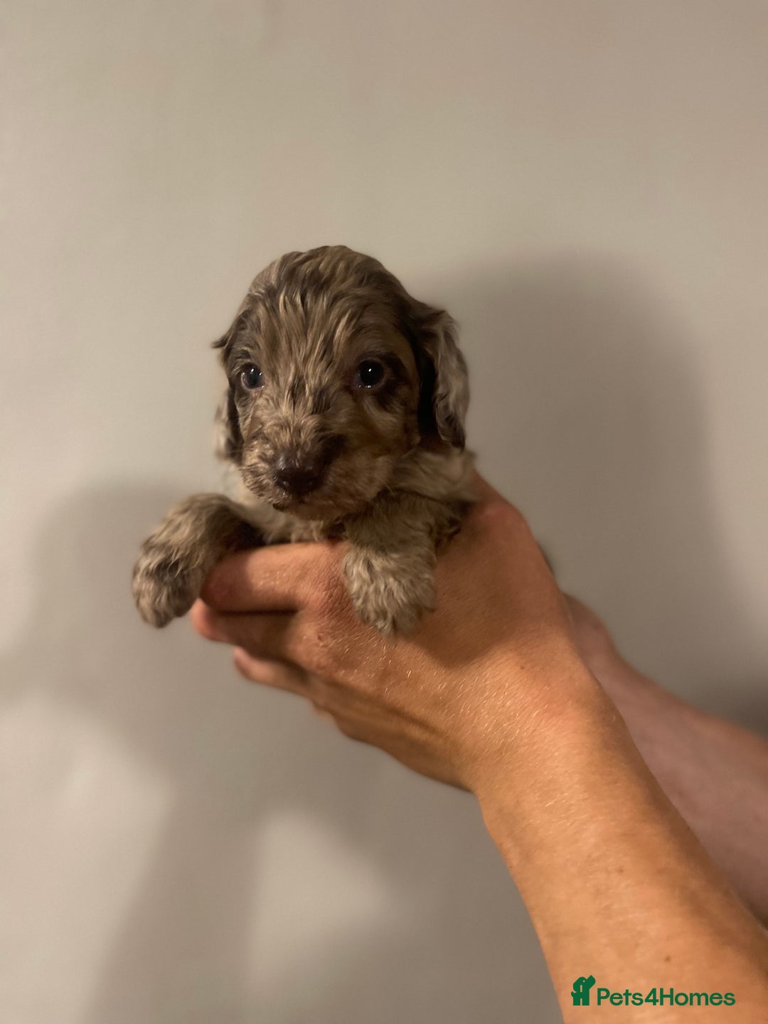 Cockapoo dogs for sale: Beautiful chocolate and Merle Cockerpoo puppies! - Image 2