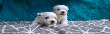 West Highland Terrier 4