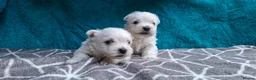 West Highland Terrier dogs for sale: Stunning West Highland Terrier Puppies - Advert 8
