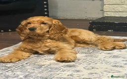 Cocker Spaniel dogs for sale: Beautiful Summer - Image 9