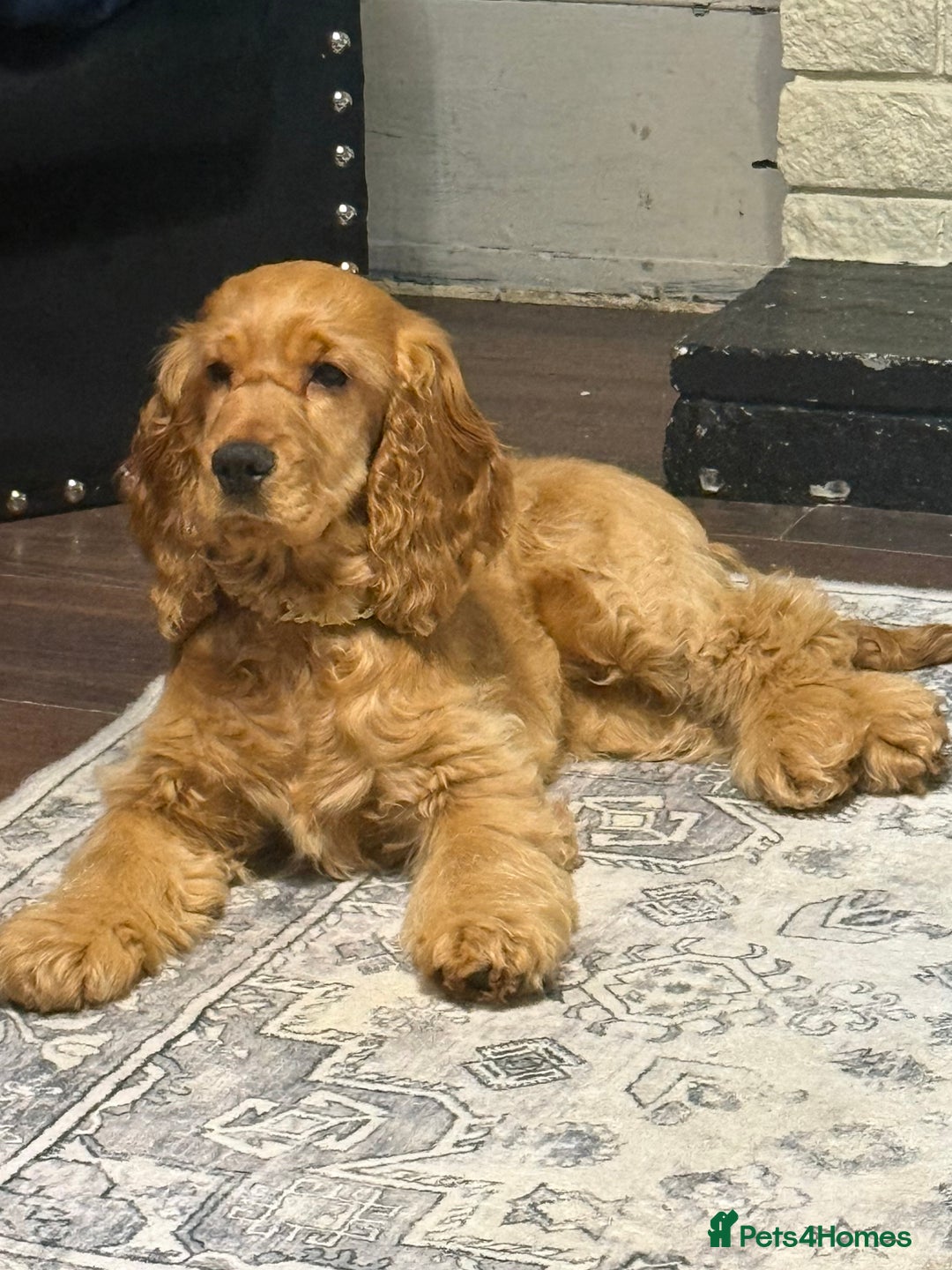 Cocker Spaniel dogs for sale: Beautiful Summer - Image 9
