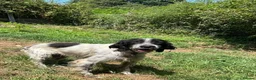 English Setter dogs for adoption: Inca  in Alfreton - Advert 3