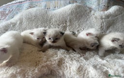 Ragdoll cats for sale: Beautiful litter of Ragdoll baby’s!  - Image 11