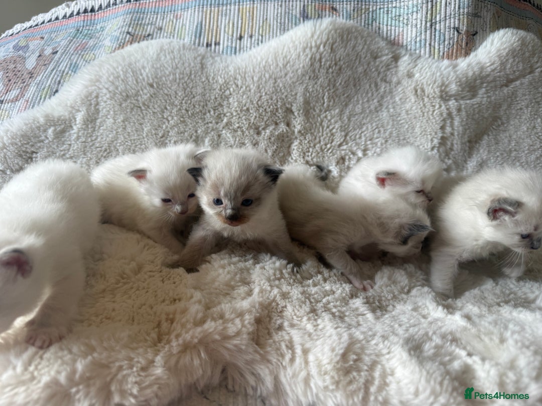 Ragdoll cats for sale: Beautiful litter of Ragdoll baby’s!  - Image 11