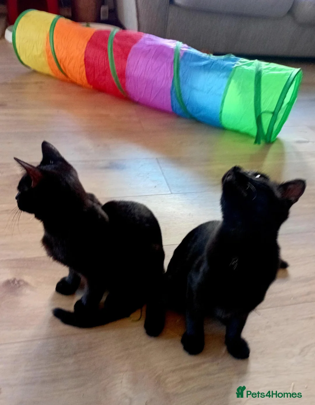 Mixed Breed cats for adoption: Beautiful Brothers Looking for Their Forever Home  - Advert 1