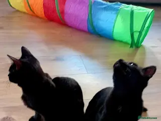 Mixed Breed cats Beautiful Brothers Looking for Their Forever Home - Advert 1