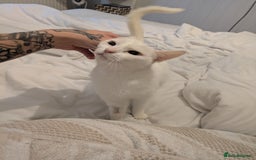Domestic Shorthair cats for sale: Misty - Image 5