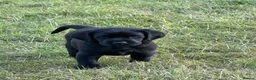 Labrador Retriever dogs for sale: Black Labrador puppies. in York - Advert 17