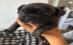 French Bulldog dogs for sale: 2 boy freachies pup ready to go  - Image 6