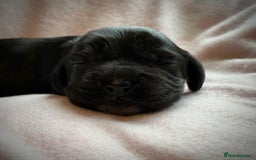 Sprocker dogs for sale: 9 gorgeous Sprocker pups - Image 5