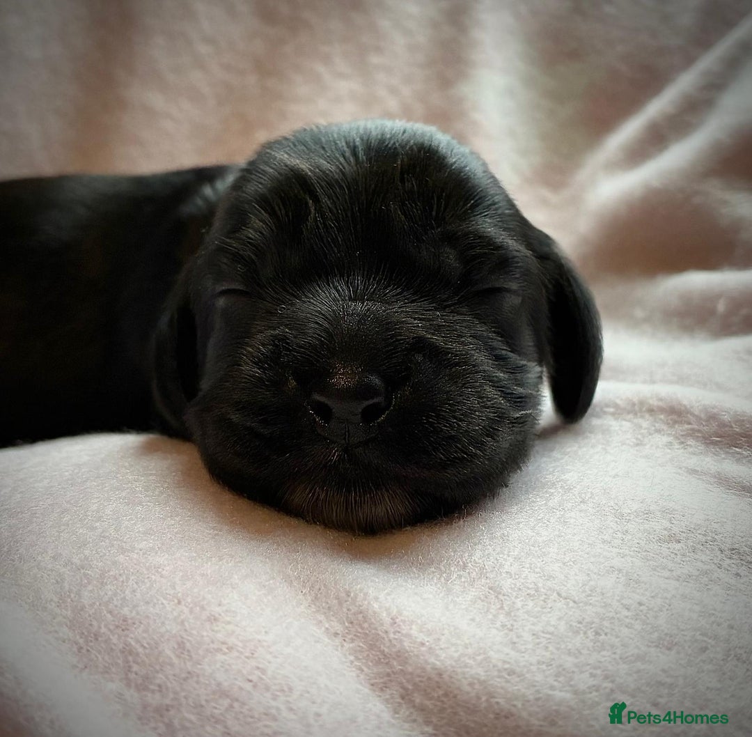 Sprocker dogs for sale: 9 gorgeous Sprocker pups - Image 5