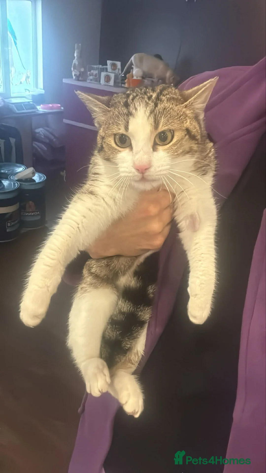 Mixed Breed cats for adoption: Alexa for adoption in Doncaster - Advert 2