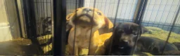 Mixed Breed dogs for sale: Sharpei x staffy in Doncaster - Advert 4