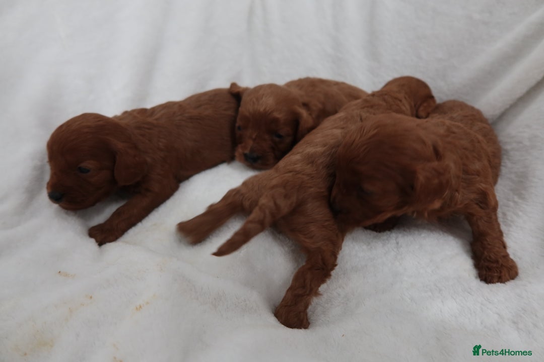 Cavapoo dogs for sale: 4 beautiful red cavapoo puppies available  - Advert 7