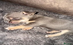 Chihuahua dogs for sale: Small Lilac Chihuahua looking for forever home - Image 8
