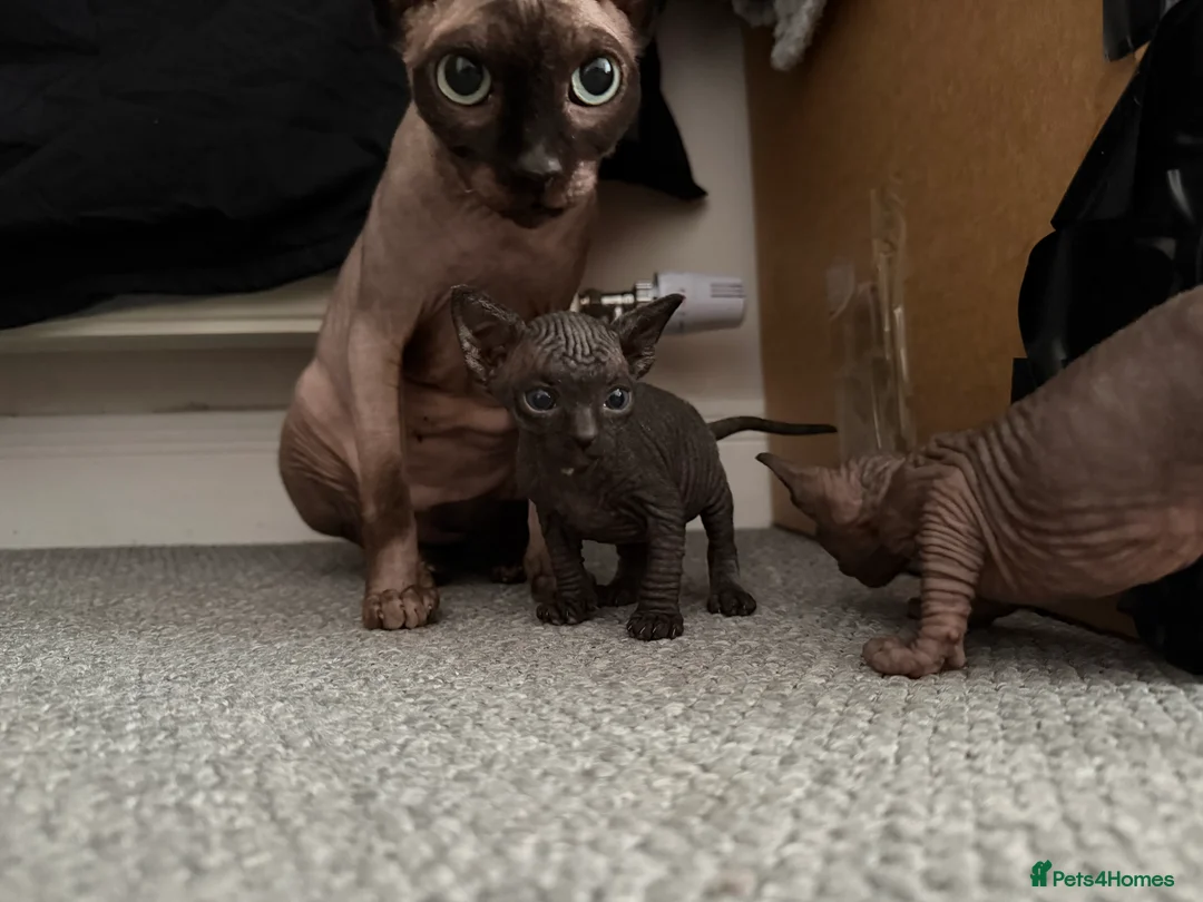 Sphynx cats for sale: Sphinx for sale - Advert 3