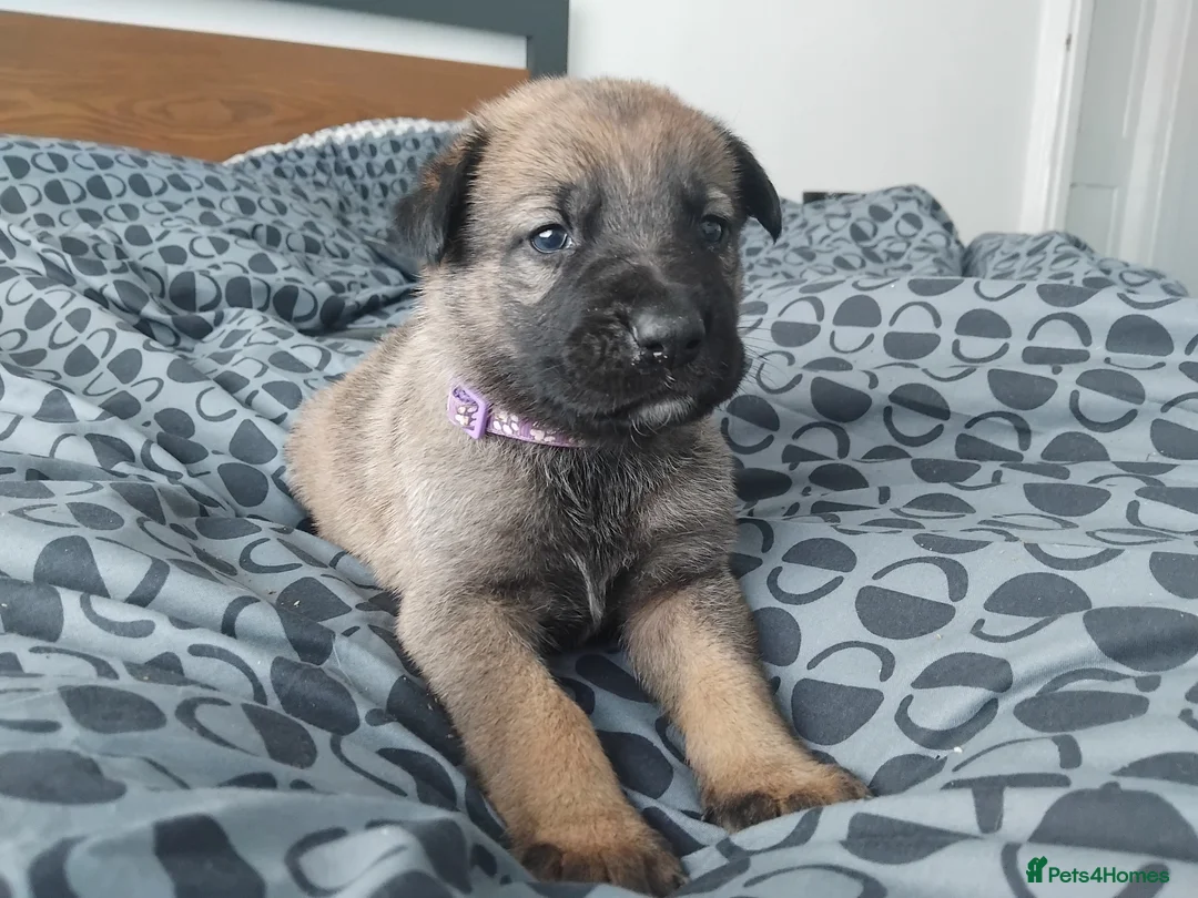 German Shepherd dogs for sale: German shepherd Puppies - Advert 13