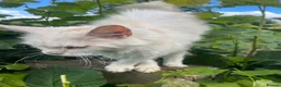 Maine Coon cats for sale: STUNNING MAINE COON - Advert 7