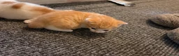 Mixed Breed cats for sale: 2 beautiful male kittens - Advert 6
