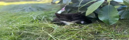 British Shorthair cats for sale: Two playful and friendly tuxedo kittens left  - Advert 3