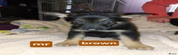 Mixed Breed dogs for sale: German shepherd pups - Advert 12