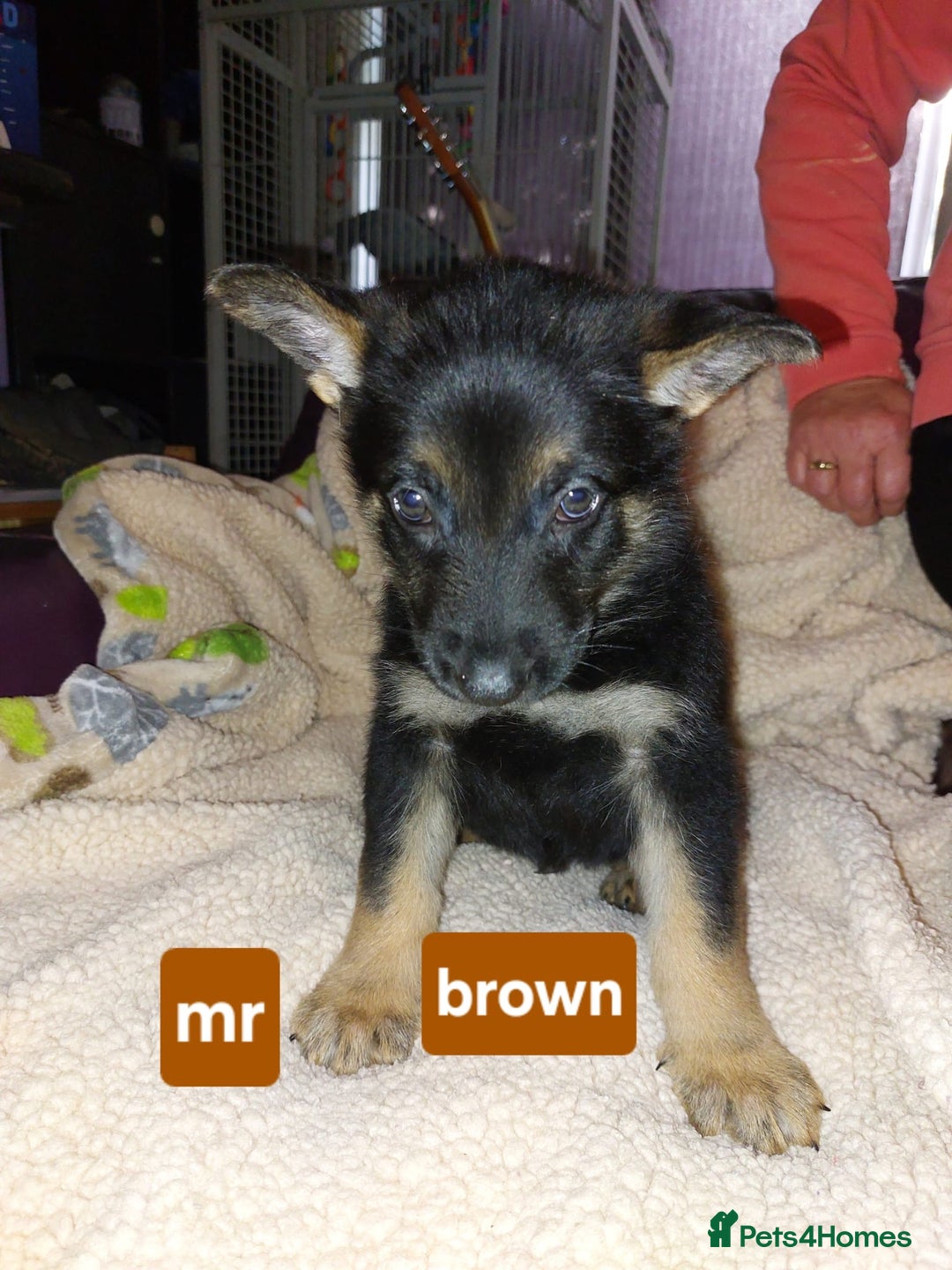 Mixed Breed dogs for sale: German shepherd pups - Advert 12