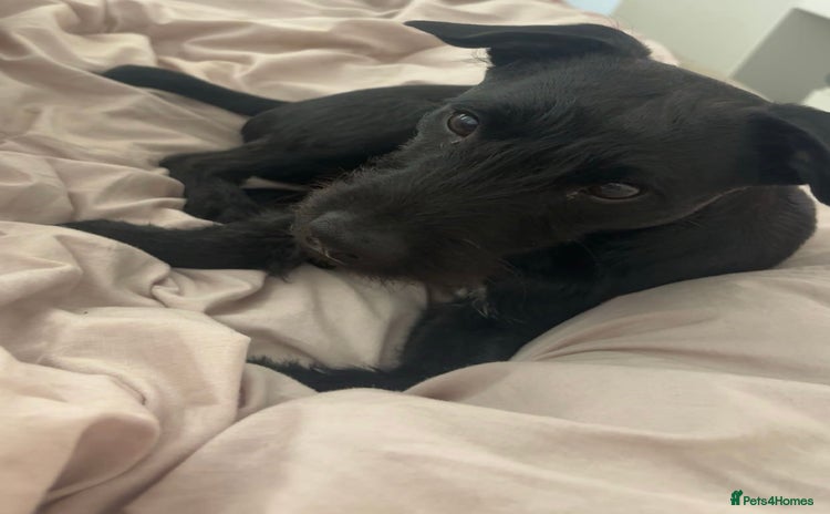 Patterdale Terrier dogs 1 Year Old Male Patterdale - Advert 3