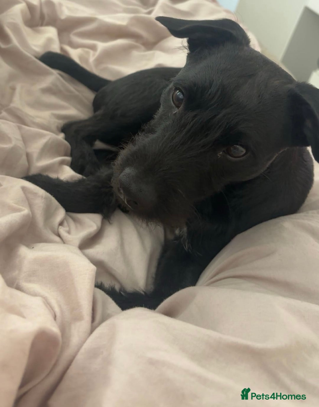 Patterdale Terrier dogs for sale: 1 Year Old Male Patterdale - Advert 1