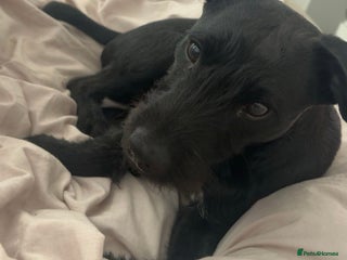 Patterdale Terrier dogs for sale: 1 Year Old Male Patterdale - Advert 1