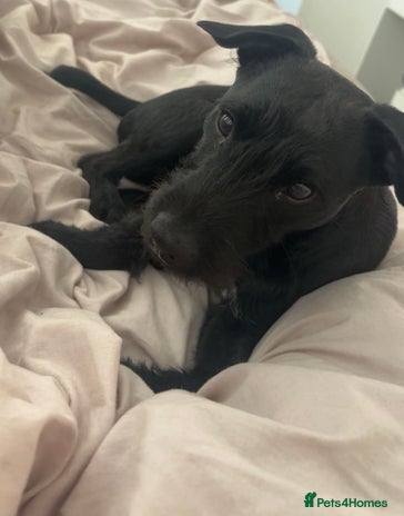 Patterdale Terrier dogs 1 Year Old Male Patterdale - Advert 1