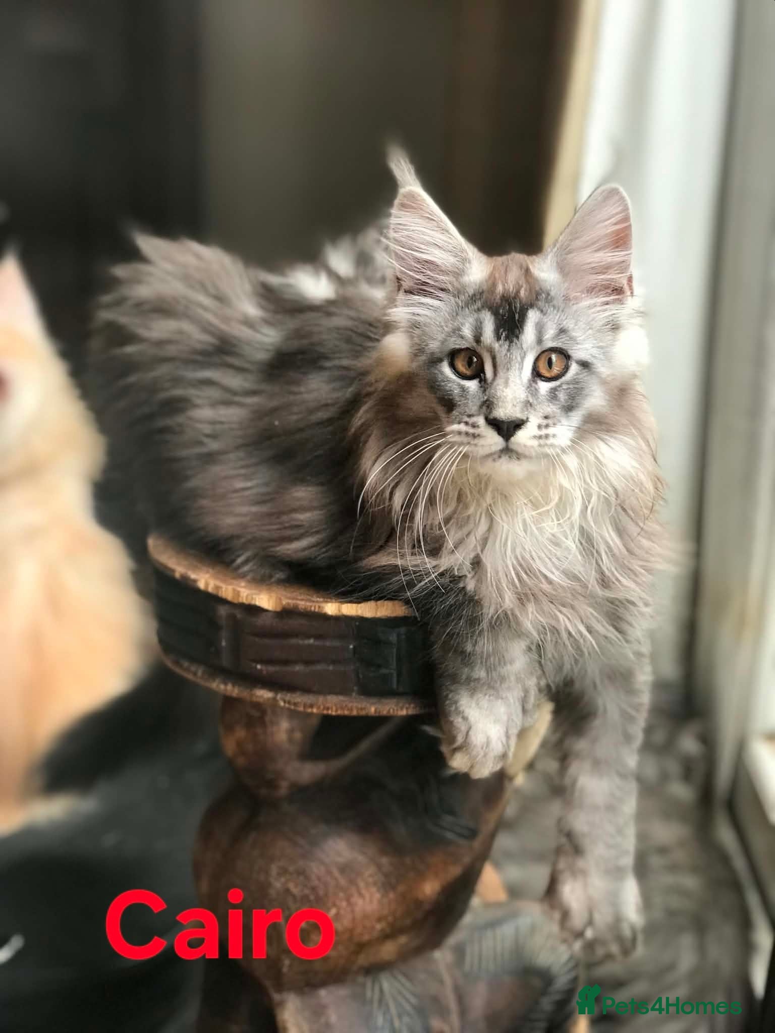 Maine Coon cats POLYDACTYL MAINE COON KITTENS - Advert 1