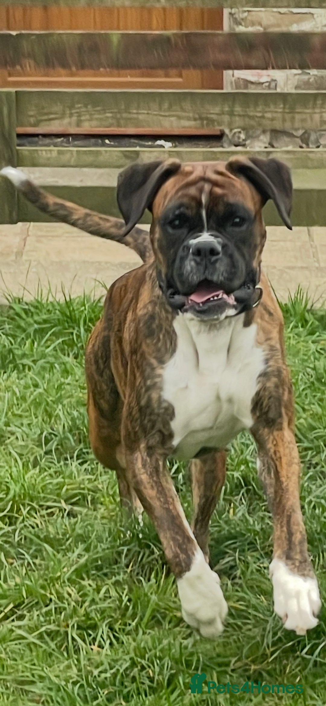 Boxer dogs for sale: 3yr old boxer female looking for loving home  - Image 6