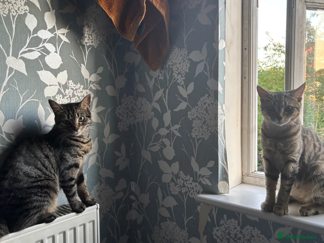 Domestic Shorthair cats for sale:     Healthy Brown Tabby Cat Looking for a New Home - Advert 4